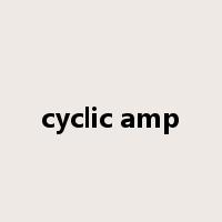 cyclic amp是什么意思