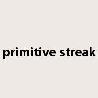 primitive streak是什么意思