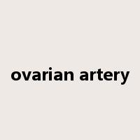 ovarian artery是什么意思