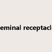 seminal receptacle是什么意思
