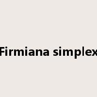 Firmiana simplex是什么意思