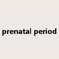 prenatal period是什么意思