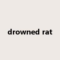 drowned rat是什么意思