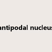 antipodal nucleus是什么意思