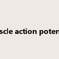 muscle action potential是什么意思