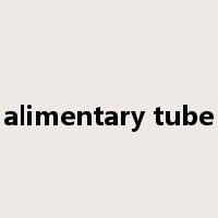 alimentary tube是什么意思