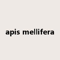 apis mellifera是什么意思