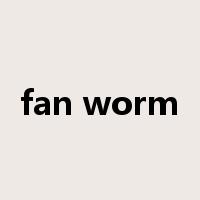 fan worm是什么意思