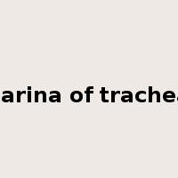 carina of trachea是什么意思