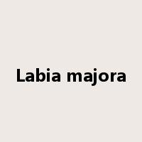 Labia majora是什么意思