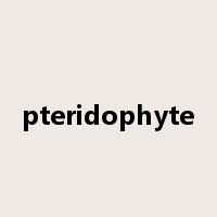 pteridophyte是什么意思