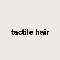 tactile hair是什么意思