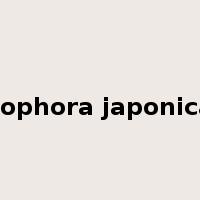 sophora japonica是什么意思