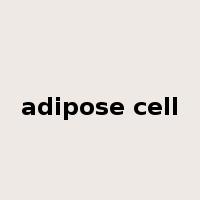 adipose cell是什么意思