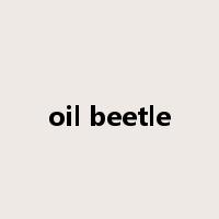 oil beetle是什么意思