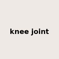 knee joint是什么意思