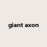 giant axon是什么意思