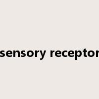 sensory receptor是什么意思