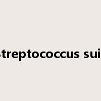 Streptococcus suis是什么意思