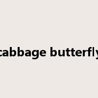 cabbage butterfly是什么意思