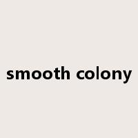 smooth colony是什么意思