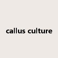 callus culture是什么意思