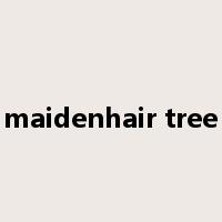 maidenhair tree是什么意思