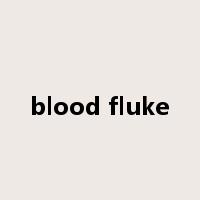 blood fluke是什么意思
