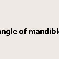 angle of mandible是什么意思