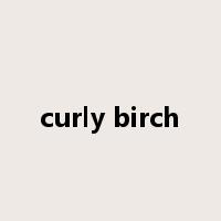 curly birch是什么意思