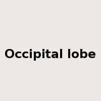Occipital lobe是什么意思