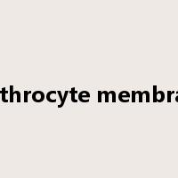 erythrocyte membrane是什么意思