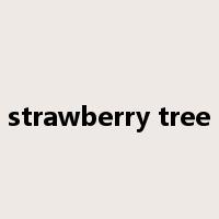 strawberry tree是什么意思