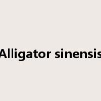 Alligator sinensis是什么意思
