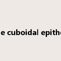 simple cuboidal epithelium是什么意思