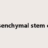 mesenchymal stem cells是什么意思