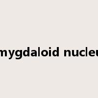 amygdaloid nucleus是什么意思