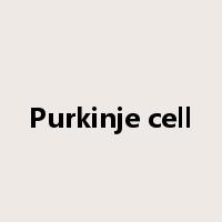 Purkinje cell是什么意思