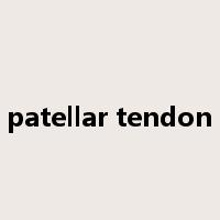 patellar tendon是什么意思
