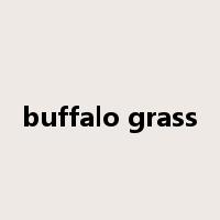 buffalo grass是什么意思