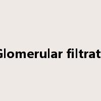 Glomerular filtrate是什么意思