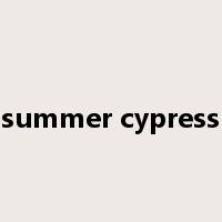 summer cypress是什么意思