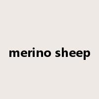 merino sheep是什么意思