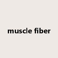 muscle fiber是什么意思