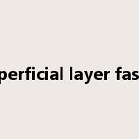 superficial layer fascia是什么意思