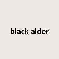 black alder是什么意思