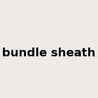 bundle sheath是什么意思