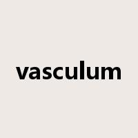 vasculum是什么意思