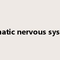 somatic nervous system是什么意思
