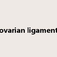 ovarian ligament是什么意思